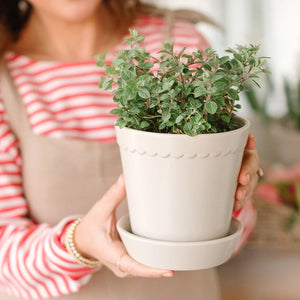 Hudson and Oak: Summer Scallop Planter
