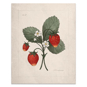 The Jilly Box: Wild Strawberry Print